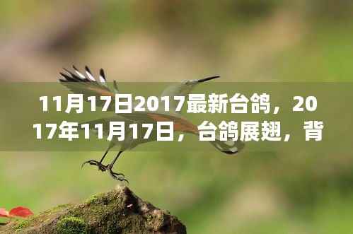 深度剖析,台鸽展翅背后的背景、事件与影响——2017年台鸽最新动态解析
