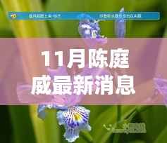 陈庭威最新动态揭秘,11月消息、特性、体验、竞品对比与用户分析