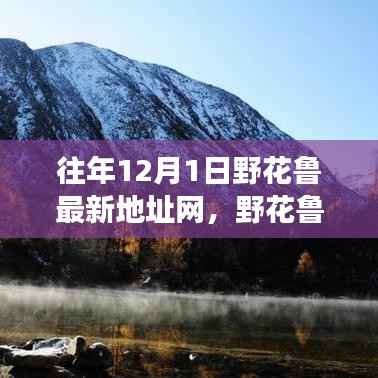 往年12月1日野花鲁最新发现,温馨探险之旅的新起点