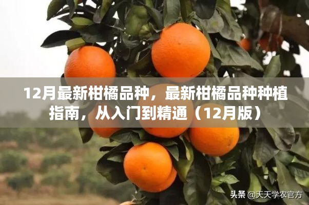 柑橘新品种种植指南,从入门到精通(12月版)