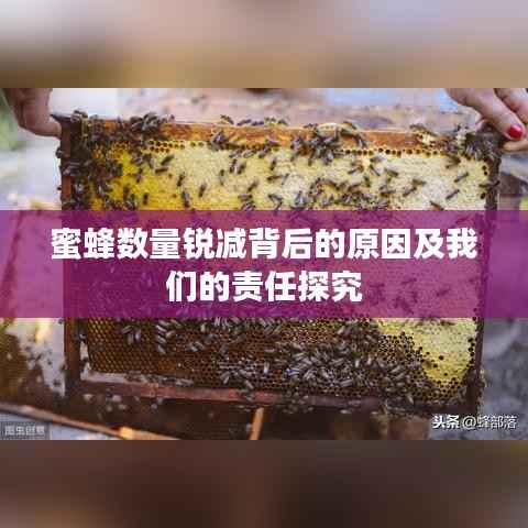蜜蜂数量锐减背后的原因及我们的责任探究