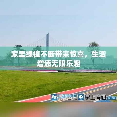 家里绿植不断带来惊喜,生活增添无限乐趣