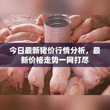 今日最新猪价行情分析,最新价格走势一网打尽