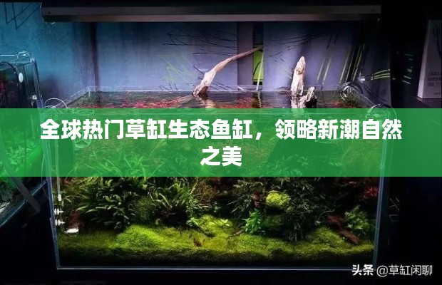 全球热门草缸生态鱼缸,领略新潮自然之美