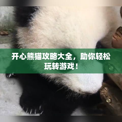 开心熊猫攻略大全,助你轻松玩转游戏!