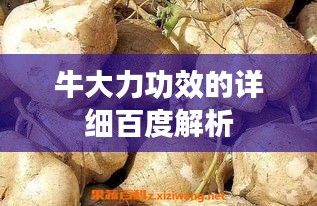 牛大力功效的详细百度解析