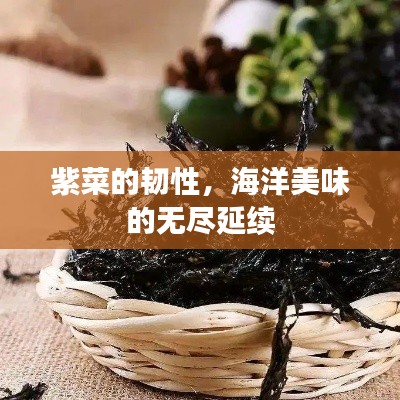 紫菜的韧性，海洋美味的无尽延续