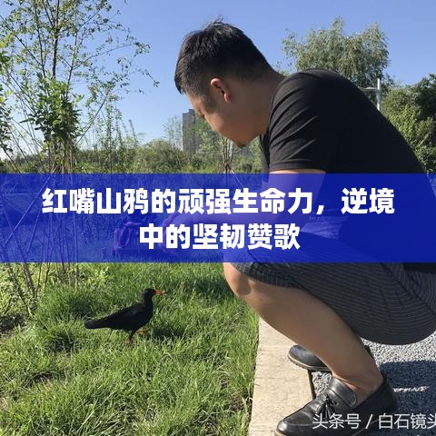 红嘴山鸦的顽强生命力，逆境中的坚韧赞歌